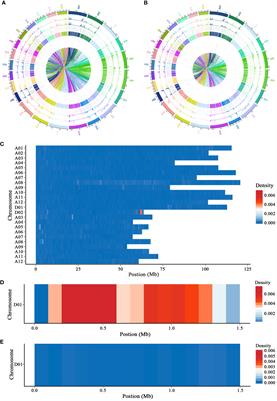 Sub-okra leaf shape conferred via chromosomal introgression from Gossypium barbadense L. improves photosynthetic productivity in short-season cotton (Gossypium hirsutum L.)